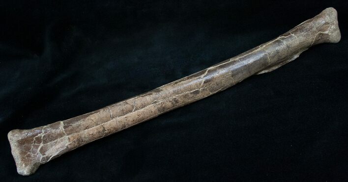 Theropod Tibia (Juvenile Tyrannosaurid?) #14304